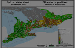 Cliquez pour voir les rendements des récoltes de blé tendre rouge d’hiver 2024 pour les clients de l’Assurance-production